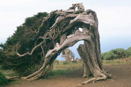 Flora y Fauna de El Hierro