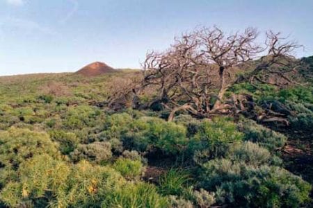 El Paisaje Protegido de Timijiraque