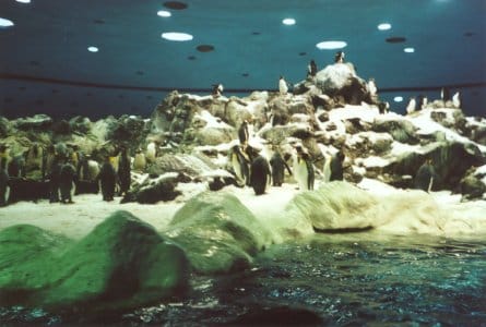 Pingüinos Loro Parque