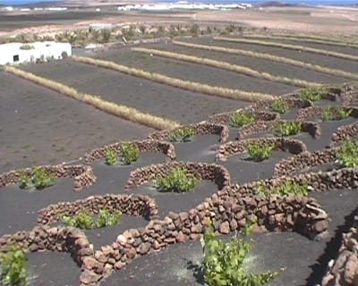 Cultivos en Lanzarote