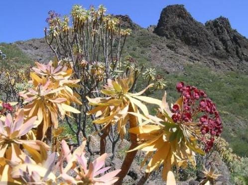 Flores camino a Masca
