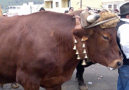 Romeria de Tegueste, en honor a San Marcos Romeria de Tegueste, en honor a San Marcos