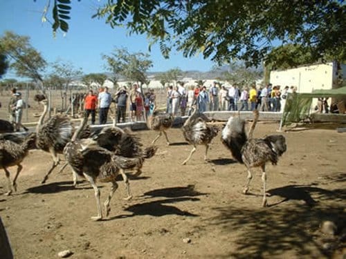 Parque de avestruces de Tenerife