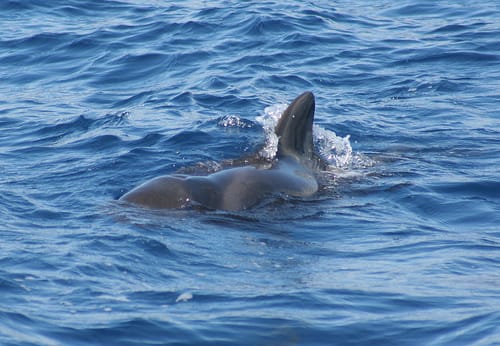 Avistamientos de cetaceos en La Gomera