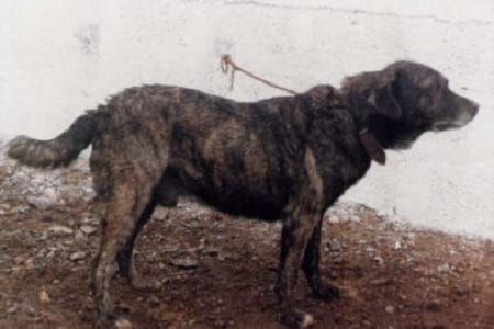 La triste historia de los perros de Canarias
