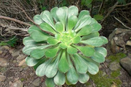 El Pastel de Risco o Bejeque, flora endémica de Canarias