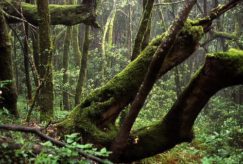 El Bosque del Cedro en La Gomera El Bosque del Cedro en La Gomera