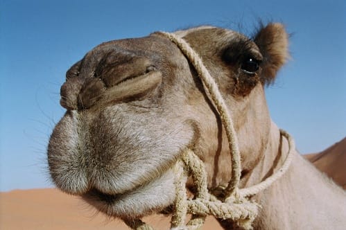 Paseos en camello