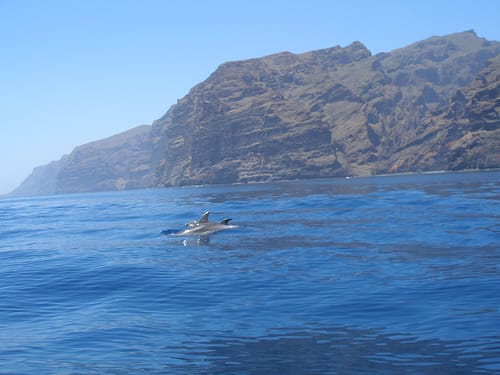 Ver ballenas y delfines en Tenerife