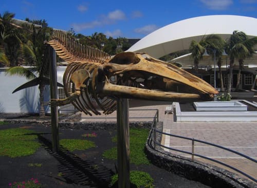 Museo de los Cetáceos de Canarias en Lanzarote