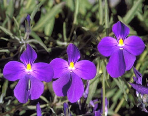 Viola palmensis (pensamiento de las cumbres)