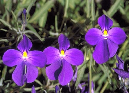 Viola palmensis (pensamiento de las cumbres)